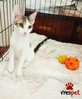 Ράτσα: Γάτα του Αιγαίου | Ηλικία: 6 μηνών | Φύλο: Θηλυκό | Αρ. Microchip: 981022212121212 | Περιοχή: Αττική